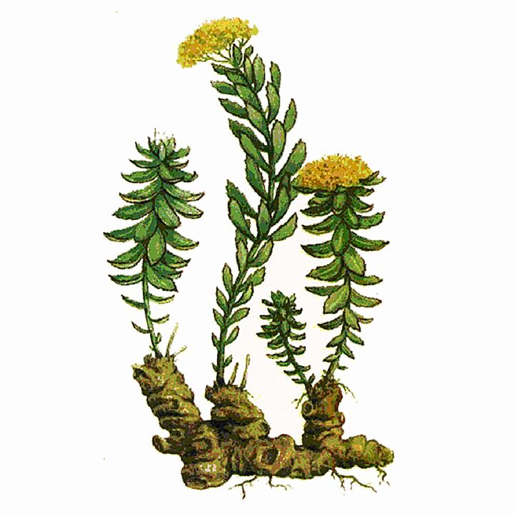 Rosela Rhodiola ekstrakt si pjesë e xhelit gigant